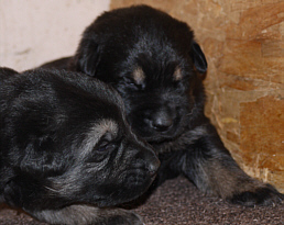 German Shepherd Dogs, True Haus Kennels