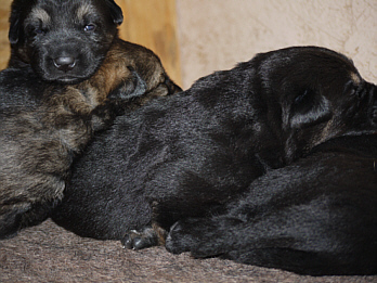 German Shepherd Dogs, True Haus Kennels