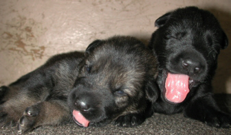 German Shepherd Dogs, True Haus Kennels DDR