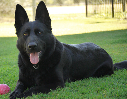 German Shepherd Dog, True Haus Kennels