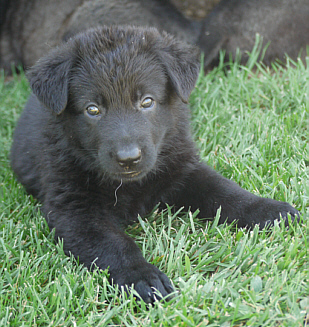 German Shepherd Dogs, True Haus Kennels