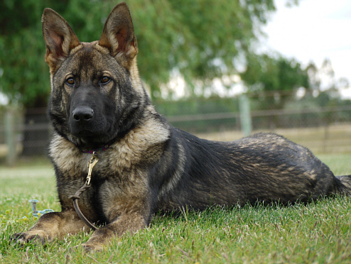 German Shepherd Dogs, True Haus Kennels