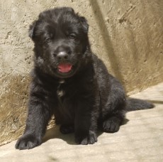 German Shepherd Dogs, True Haus Kennels